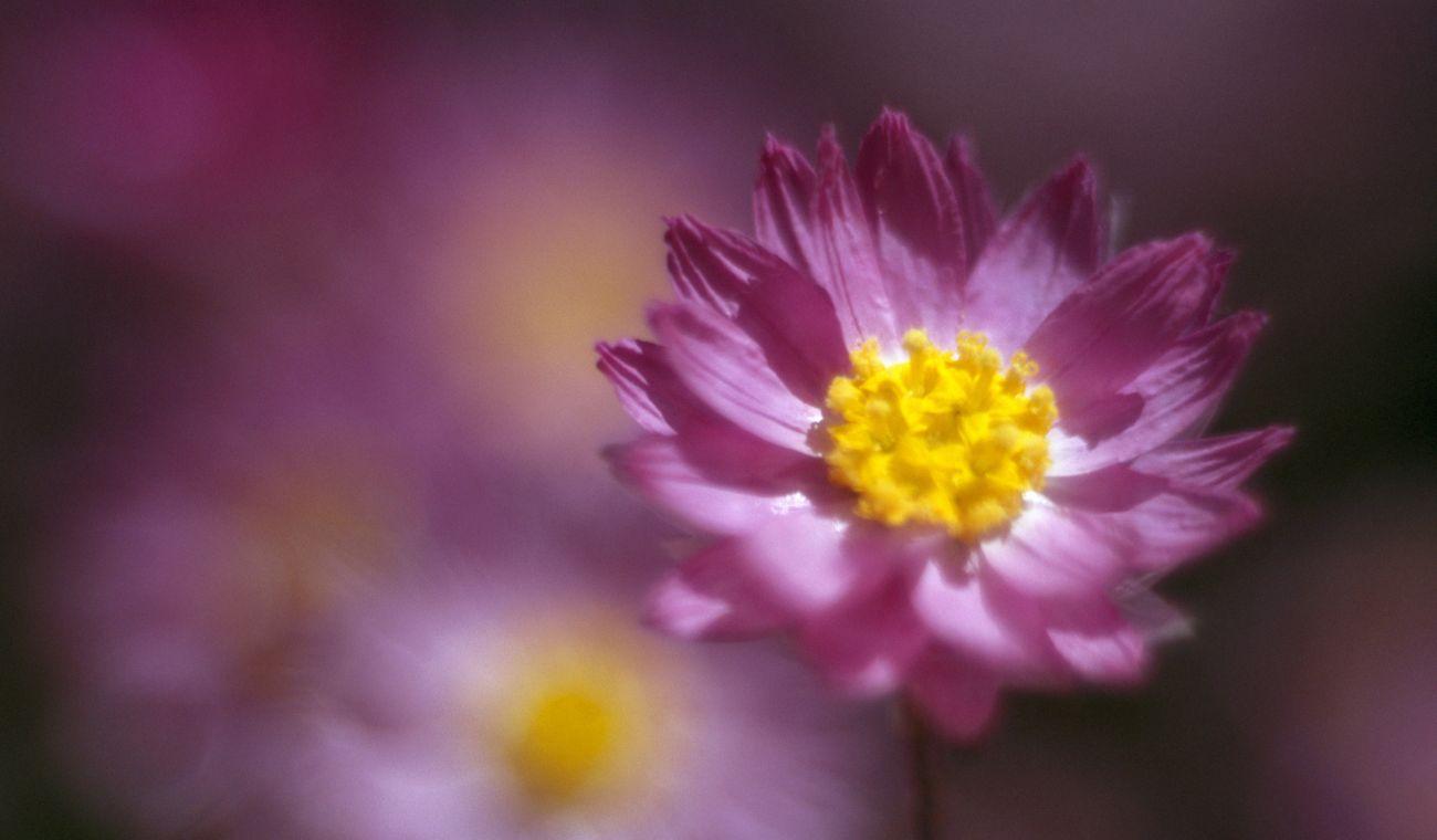 tracking-e-commerce-PYME